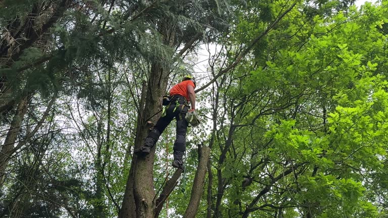 Best Tree Preservation Services  in Utqiagvik, AK